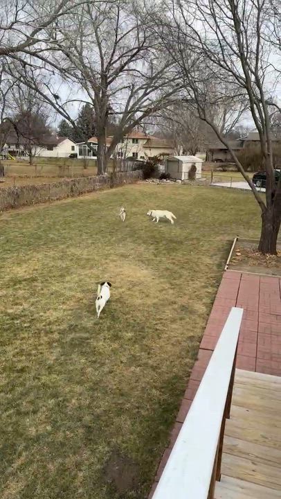 Enlarge Indy, a Adoptable mixed breed in Little Rock, AR video 3/3