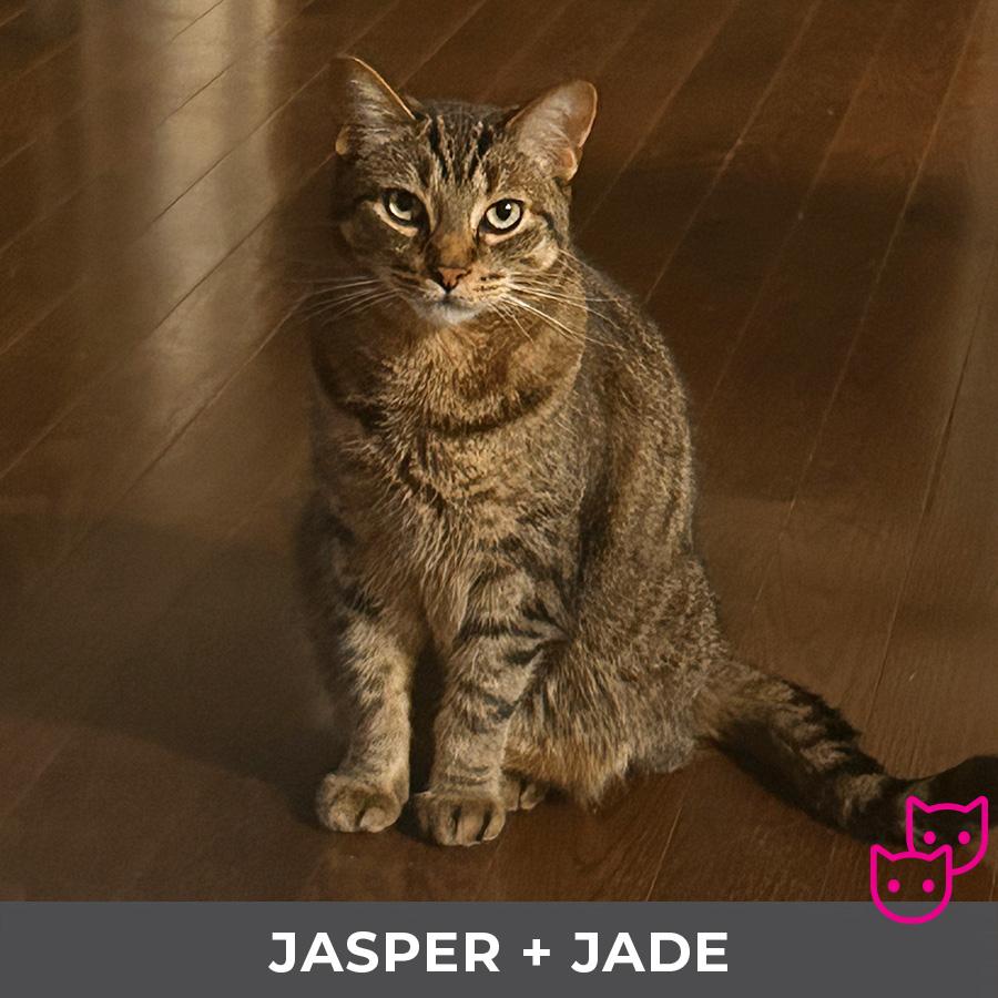 Enlarge Jade (bonded with Jasper), a ADOPTABLE Domestic Short Hair in Etobicoke, ON image 5/6