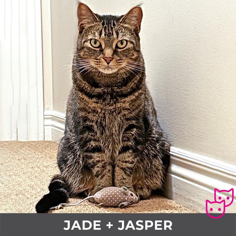 Enlarge Jade (bonded with Jasper), a ADOPTABLE Domestic Short Hair in Etobicoke, ON image 2/6