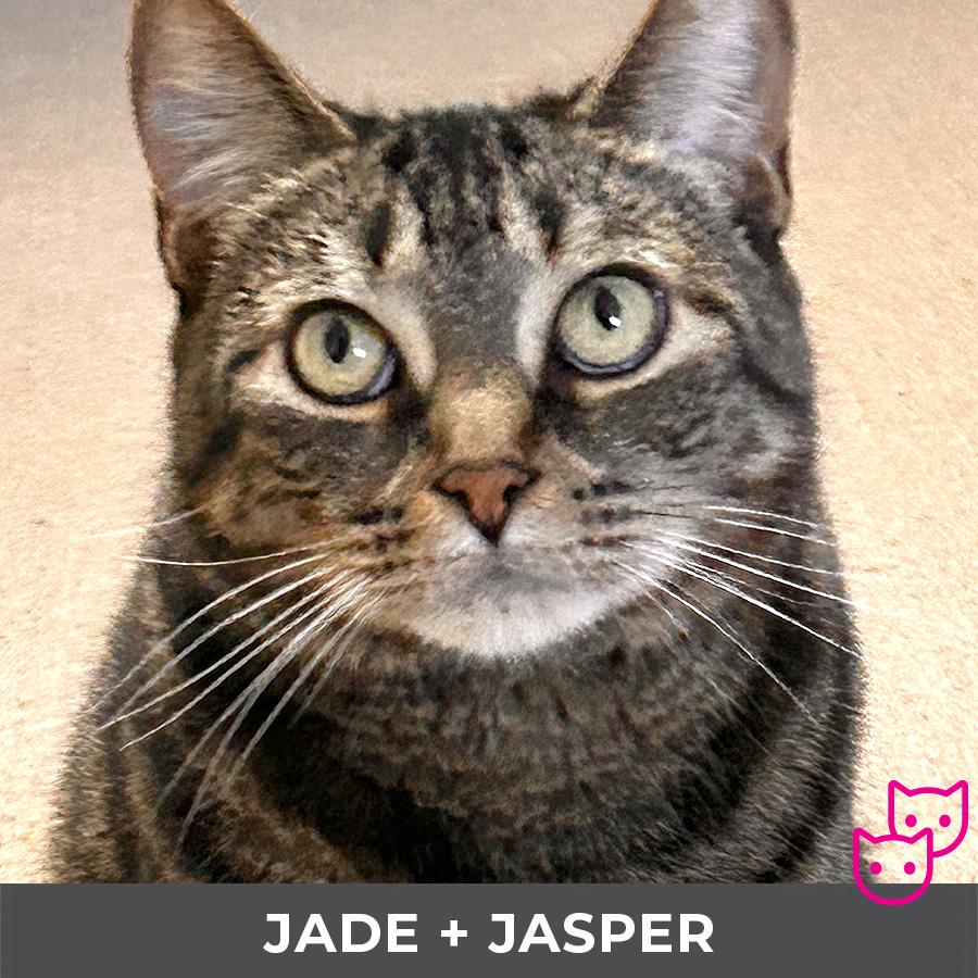 Jade (bonded with Jasper), ADOPTABLE, Adult Female Domestic Short Hair.