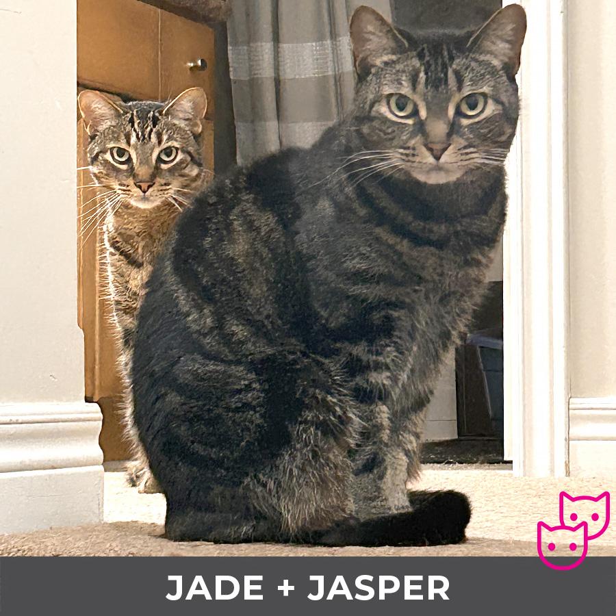 Enlarge Jade (bonded with Jasper), a ADOPTABLE Domestic Short Hair in Etobicoke, ON image 3/6