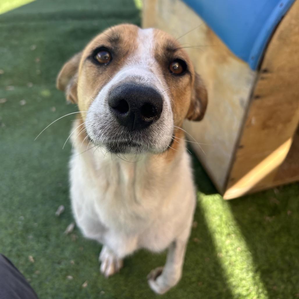 Enlarge MJ, a Adoptable Mixed Breed in Flagstaff, AZ image 2/5