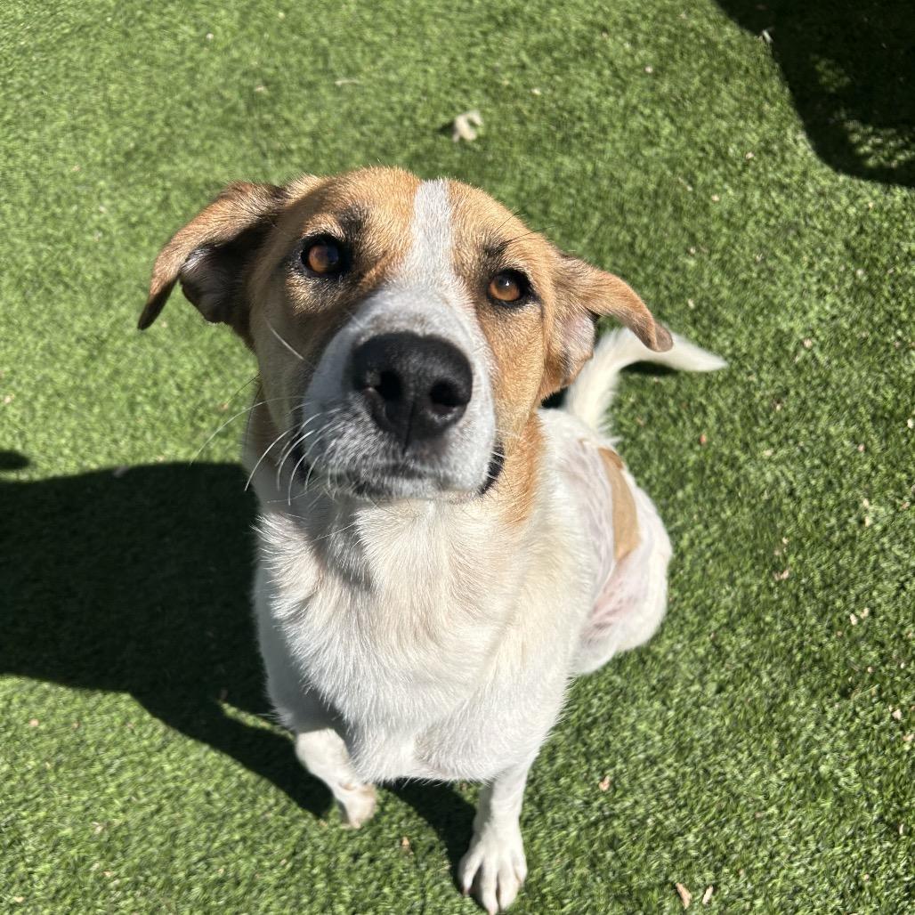 Enlarge MJ, a Adoptable Mixed Breed in Flagstaff, AZ image 3/5