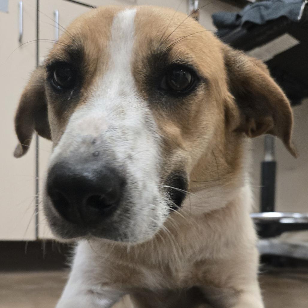 Enlarge MJ, a Adoptable Mixed Breed in Flagstaff, AZ image 4/5