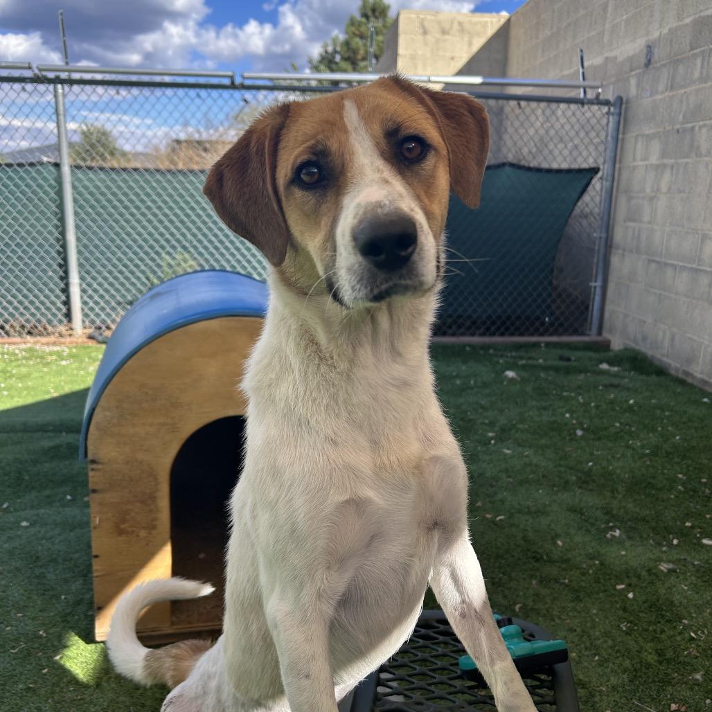 Enlarge MJ, a Adoptable Mixed Breed in Flagstaff, AZ image 5/5