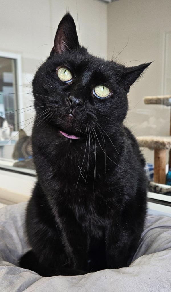 Enlarge Olive, a Adoptable mixed breed in Fremont, OH image 1/5