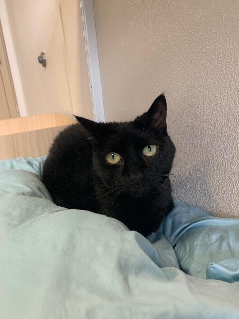 Enlarge Olive, a Adoptable mixed breed in Fremont, OH image 2/5