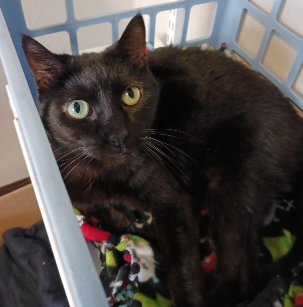 Enlarge Olive, a Adoptable mixed breed in Fremont, OH image 3/5