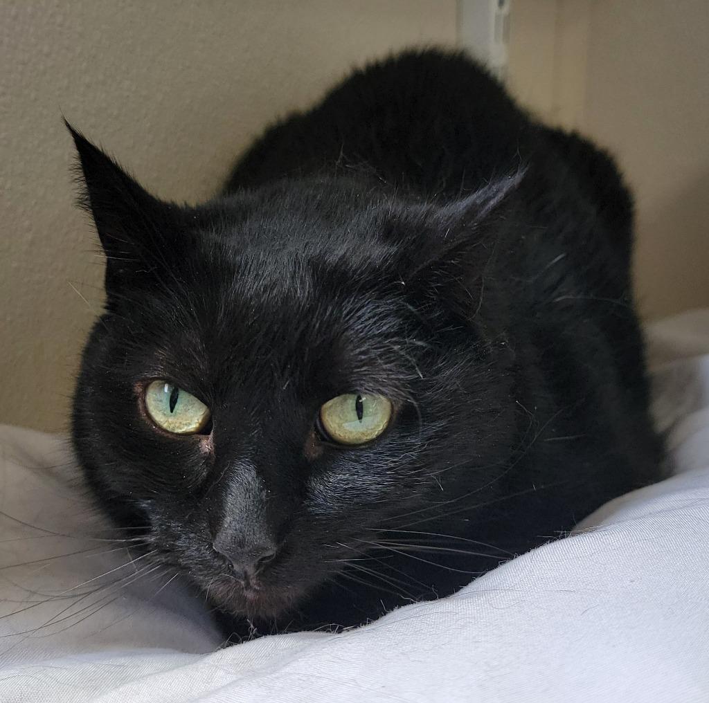 Enlarge Olive, a Adoptable mixed breed in Fremont, OH image 4/5