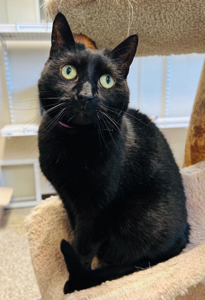 Enlarge Olive, a Adoptable mixed breed in Fremont, OH image 5/5