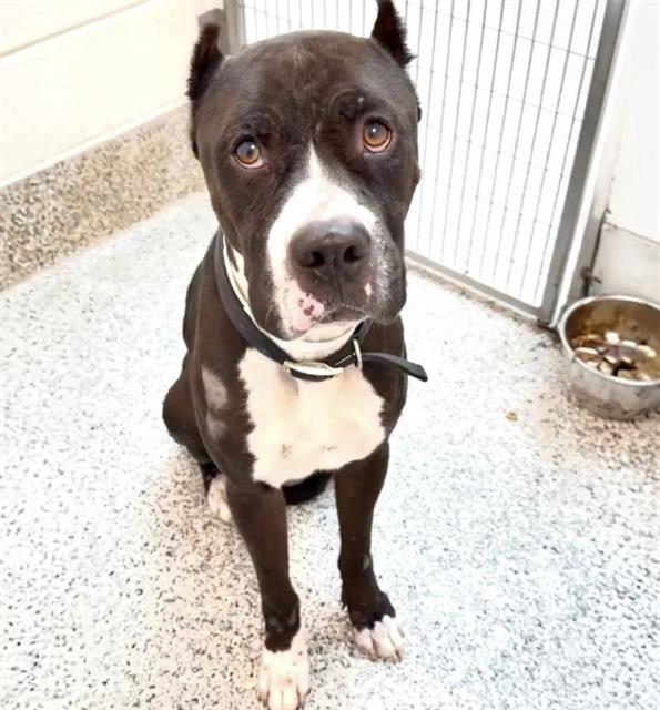 SANTINO, Adoptable, Young Male Cane Corso.