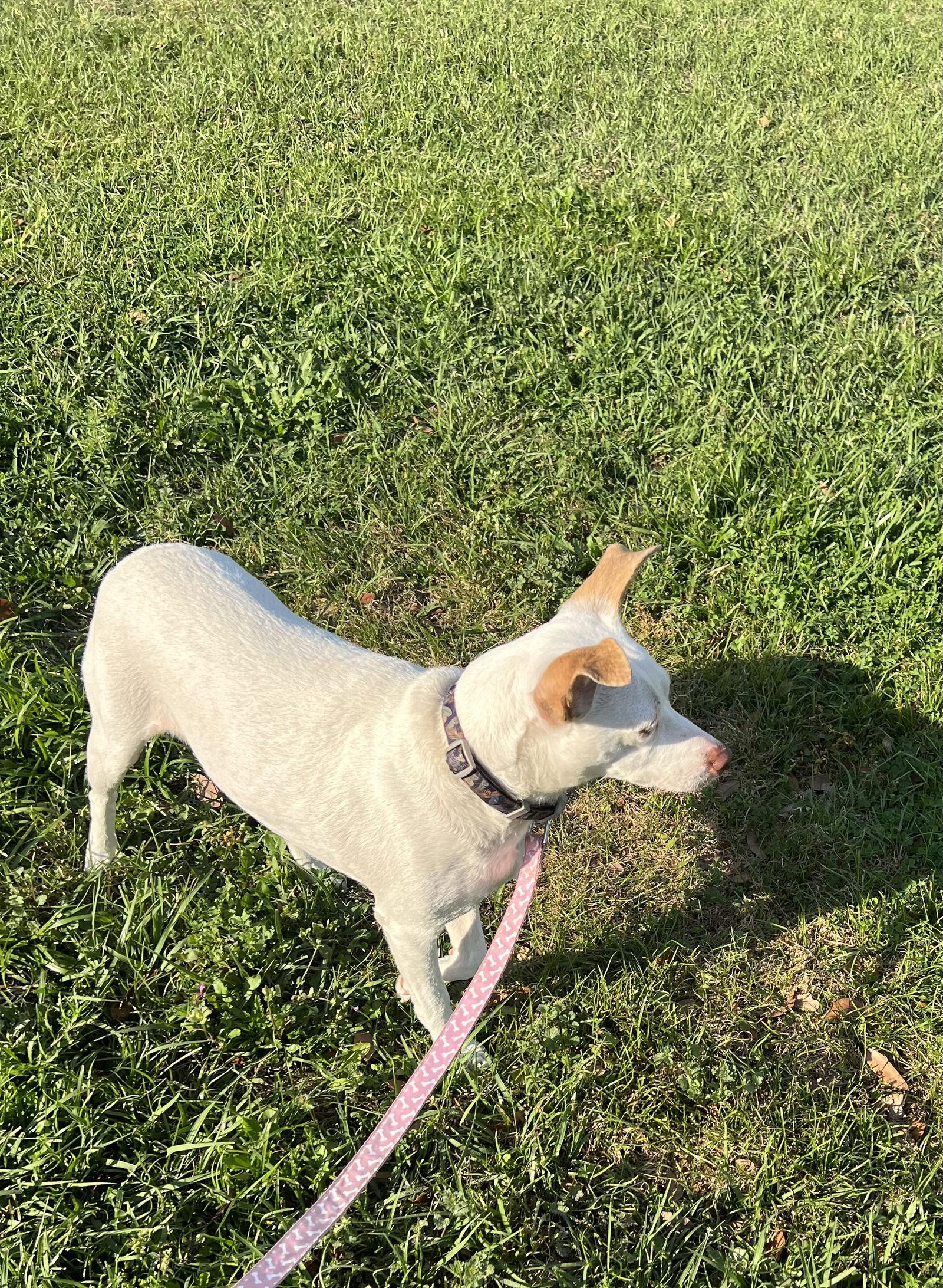 Bella, Adopted, Adult Female Rat Terrier & Mountain Cur.