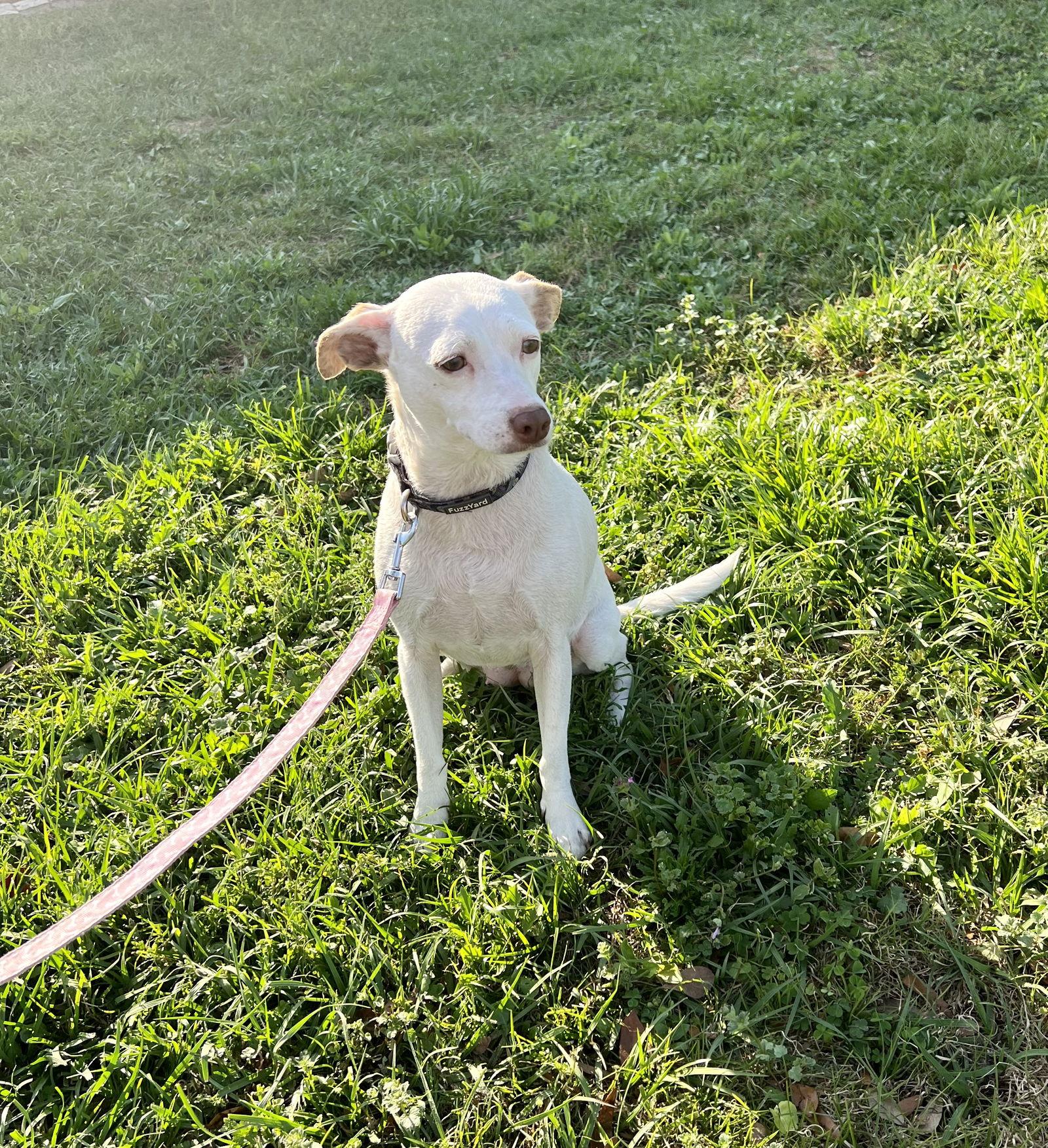 Enlarge Bella, a Adopted mixed breed in Ocala, FL image 2/3