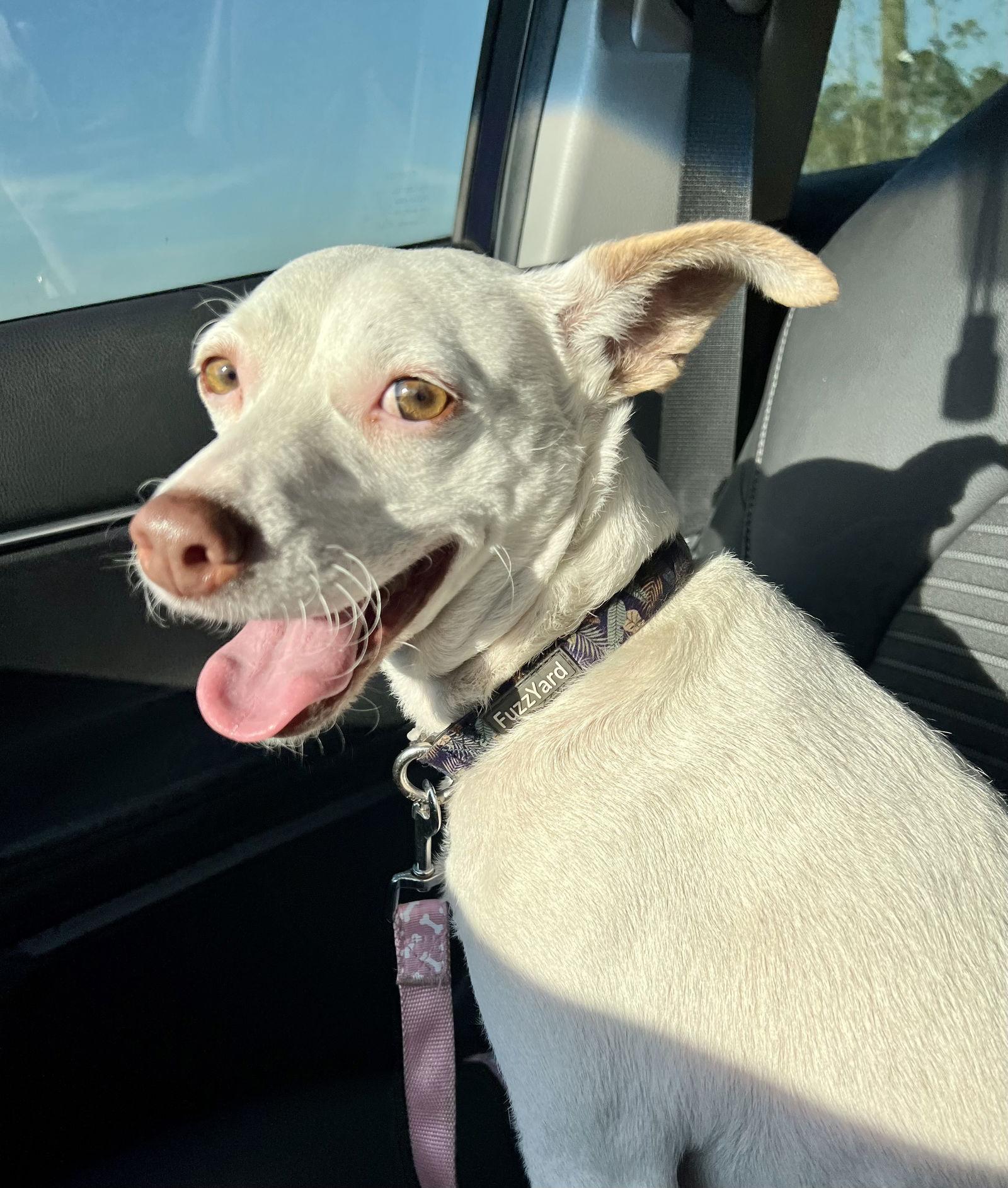 Enlarge Bella, a Adopted mixed breed in Ocala, FL image 3/3