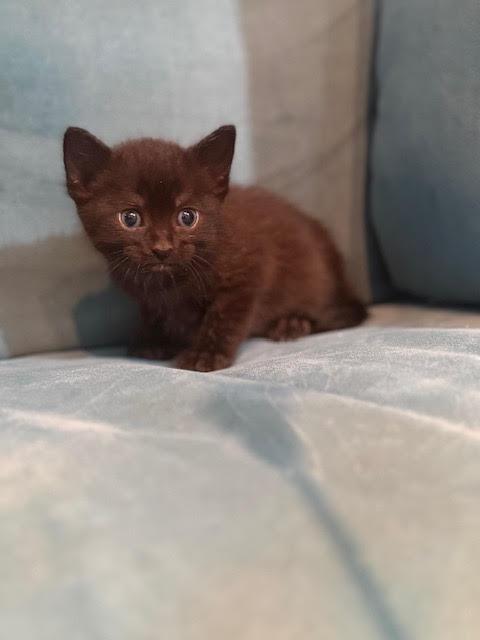 Gina, an adopted Domestic Medium Hair in Houston, TX image 3/3