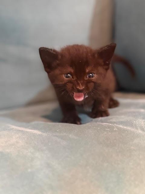 Gina, an adopted Domestic Medium Hair in Houston, TX image 2/3