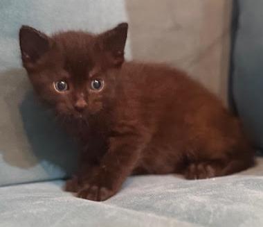 Gina, adopted, Kitten Female Domestic Medium Hair.