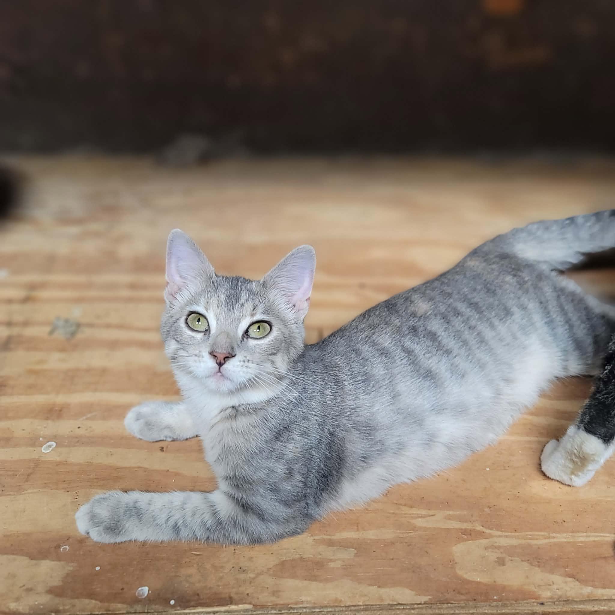 Enlarge Sundae, a Adoptable Domestic Short Hair in Dakota, IL image 4/5