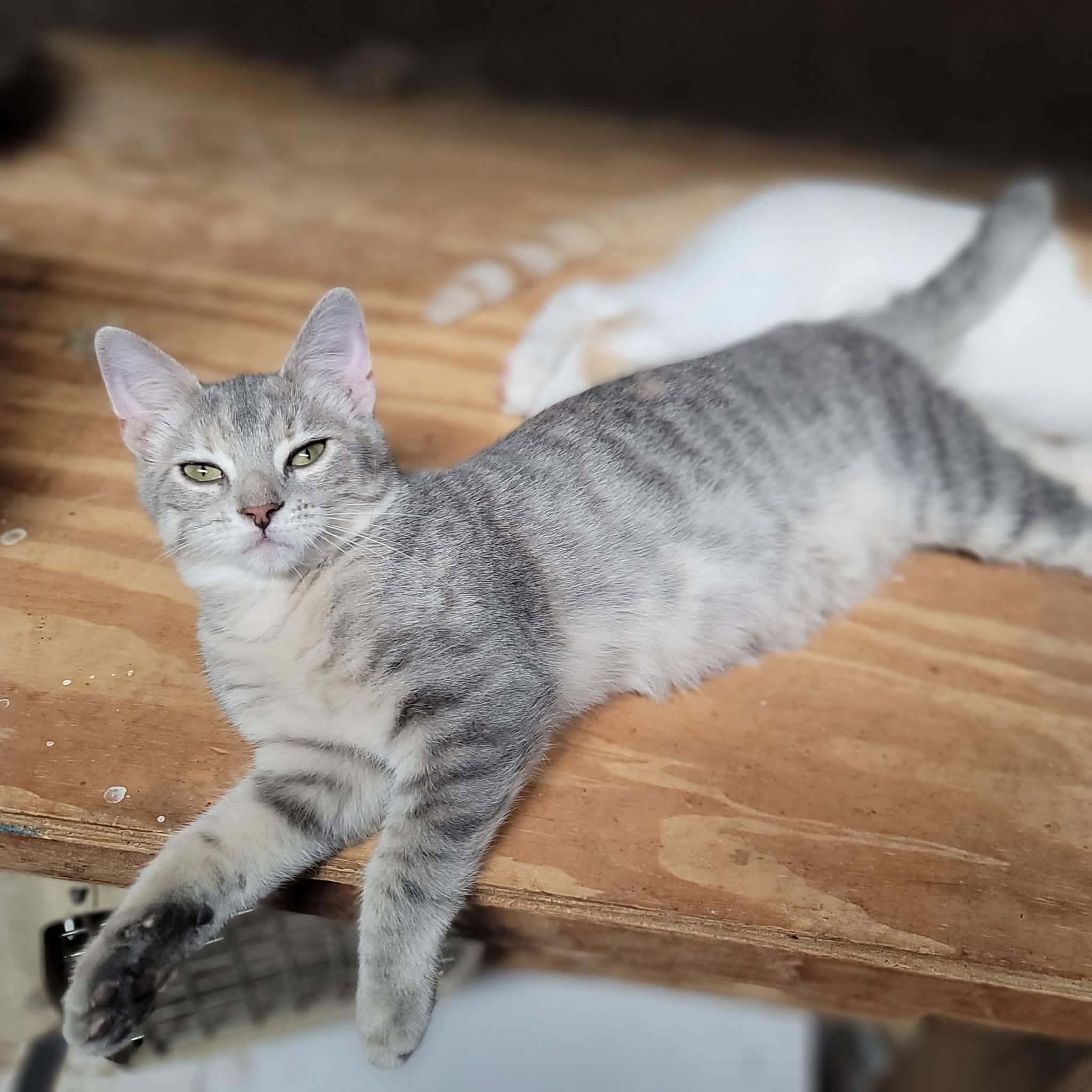 Enlarge Sundae, a Adoptable Domestic Short Hair in Dakota, IL image 1/5