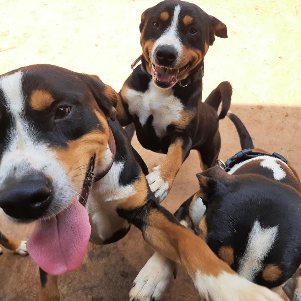 Spot, a Adoptable Mixed Breed in Peachtree City, GA image 2/2