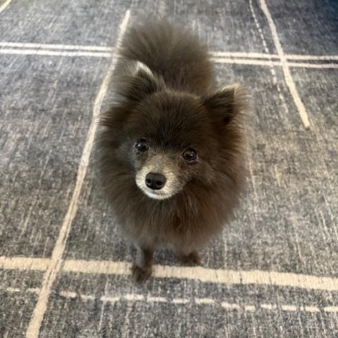 Smokey, Adoptable, Adult Male Pomeranian.