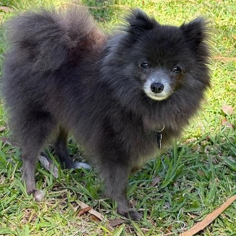 Smokey, a Adoptable Pomeranian in Orlando, FL image 2/5