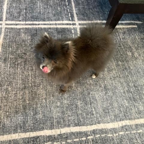 Smokey, a Adoptable Pomeranian in Orlando, FL image 3/5