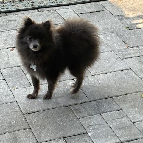 Smokey, a Adoptable Pomeranian in Orlando, FL image 4/5