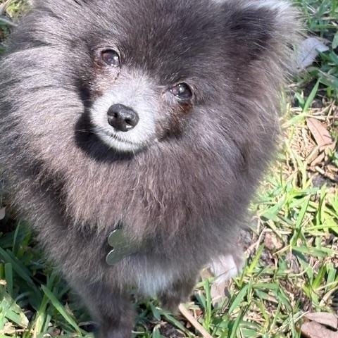 Smokey, a Adoptable Pomeranian in Orlando, FL image 5/5