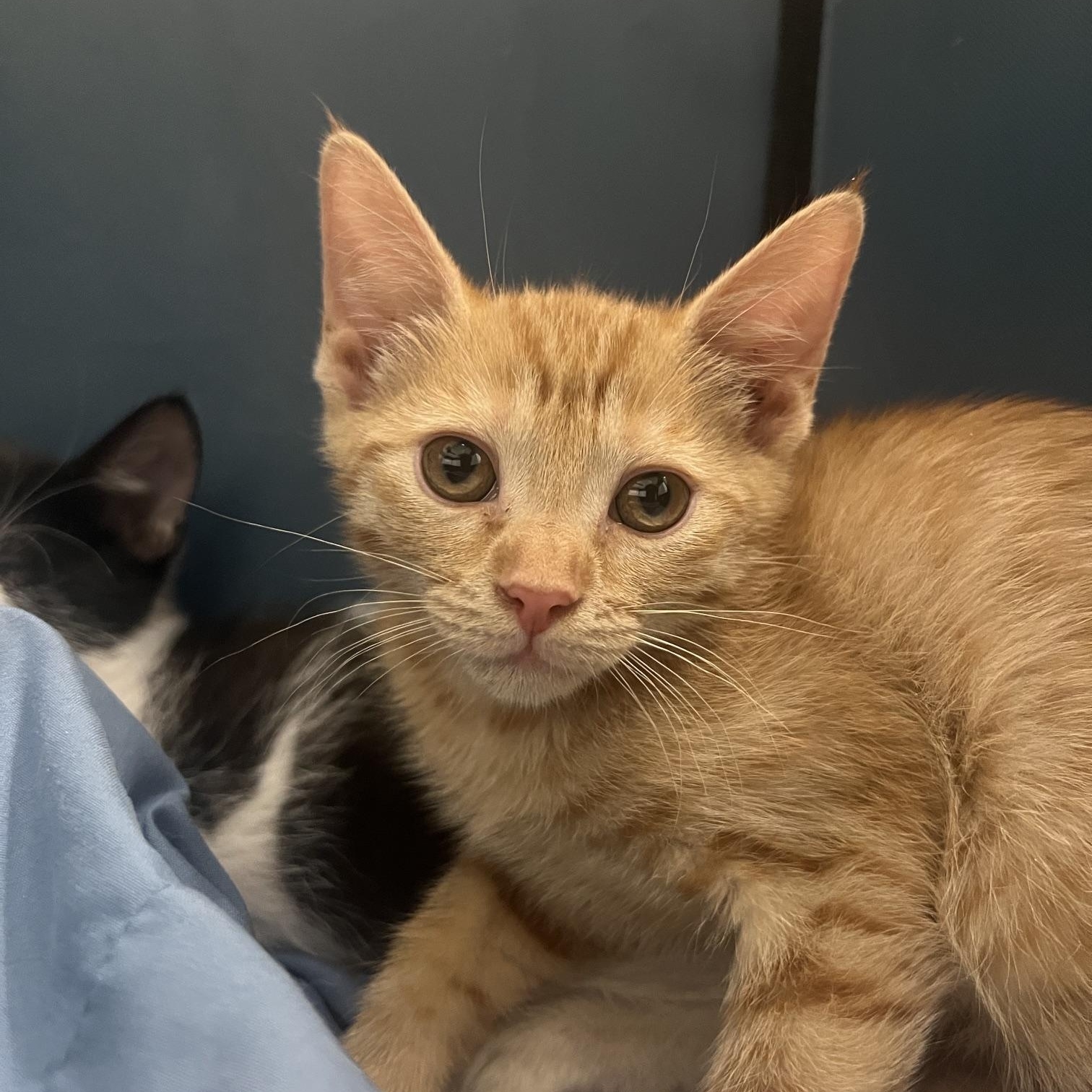 Enlarge Jones, a ADOPTABLE Domestic Short Hair in Chandler, AZ image 4/4