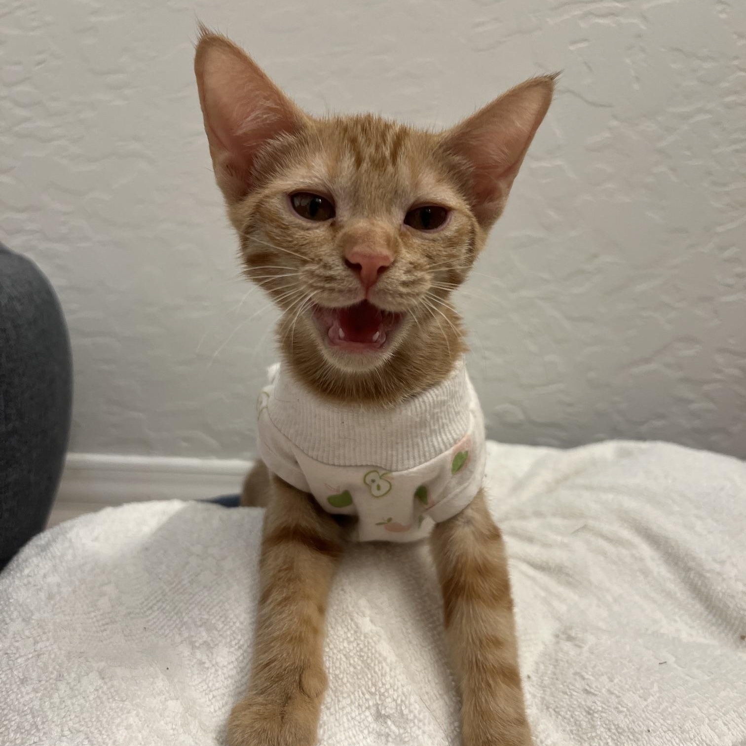 Enlarge Jones, a ADOPTABLE Domestic Short Hair in Chandler, AZ image 2/4
