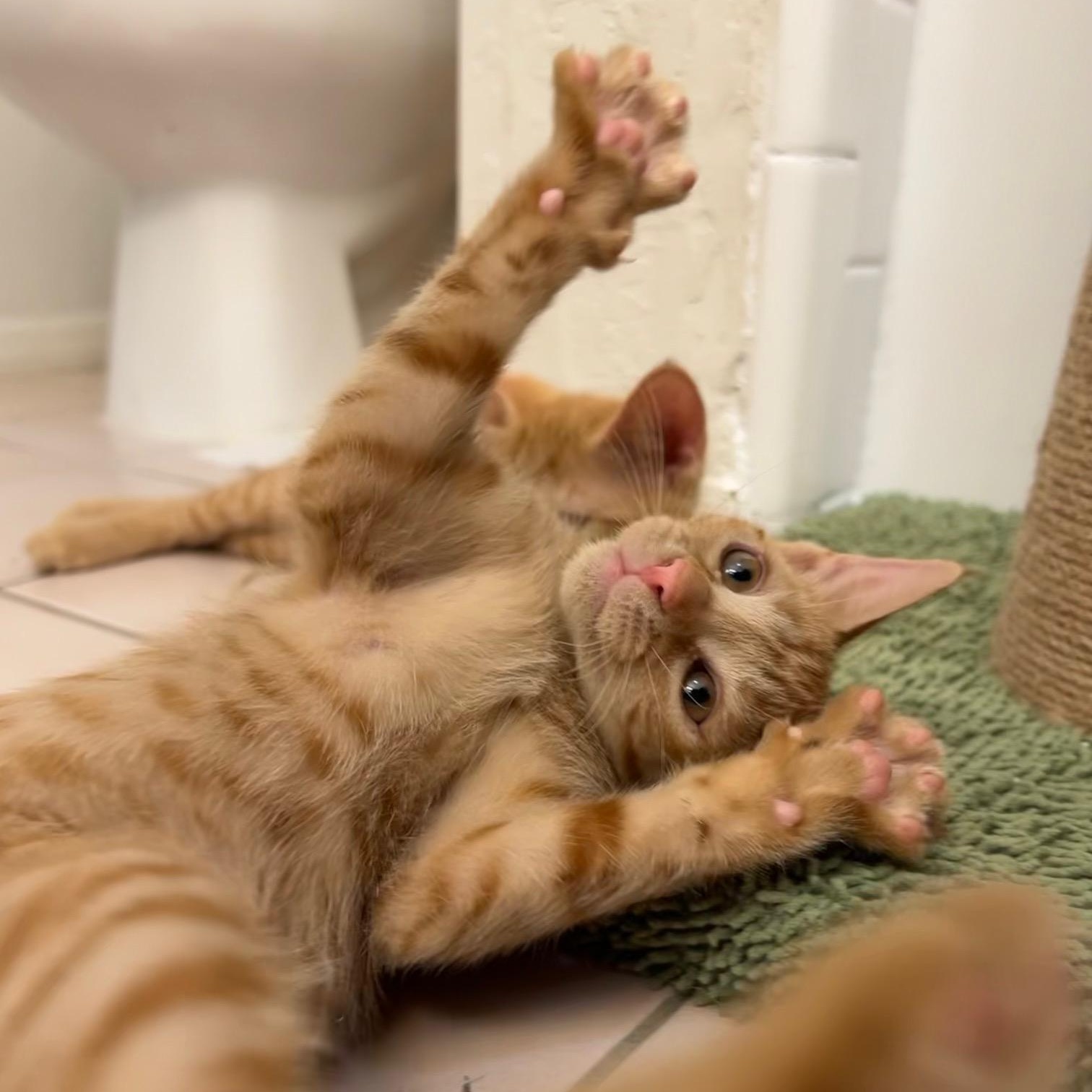 Enlarge Jones, a ADOPTABLE Domestic Short Hair in Chandler, AZ image 3/4