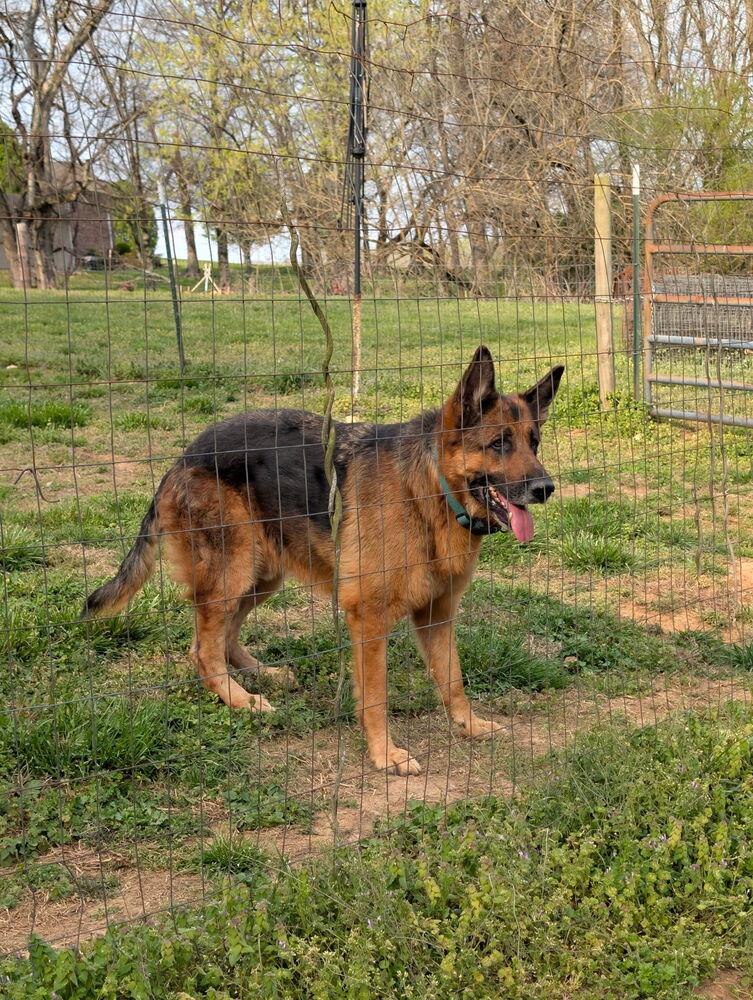 Thor, a Adoptable German Shepherd Dog in Pulaski, TN image 1/3
