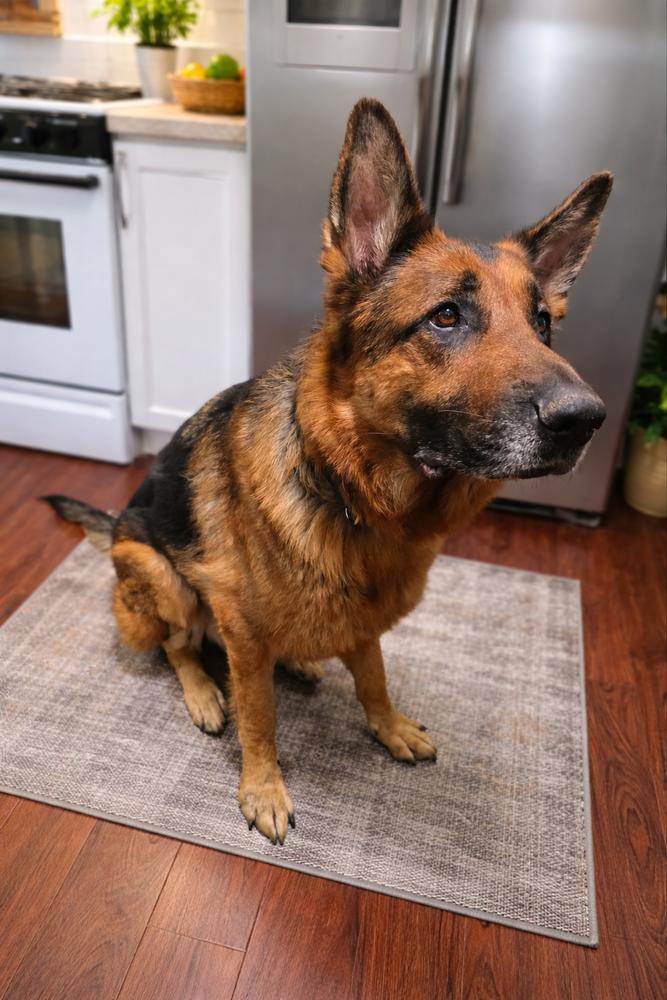 Thor, a Adoptable German Shepherd Dog in Pulaski, TN image 2/3
