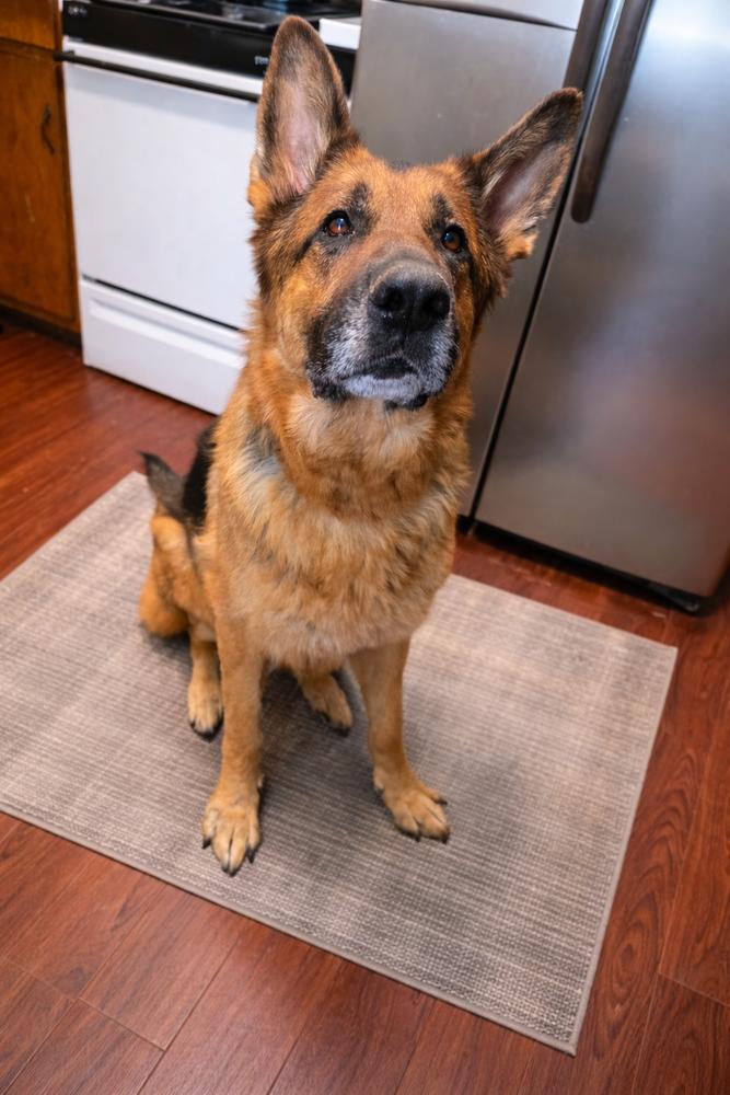 Thor, a Adoptable German Shepherd Dog in Pulaski, TN image 3/3