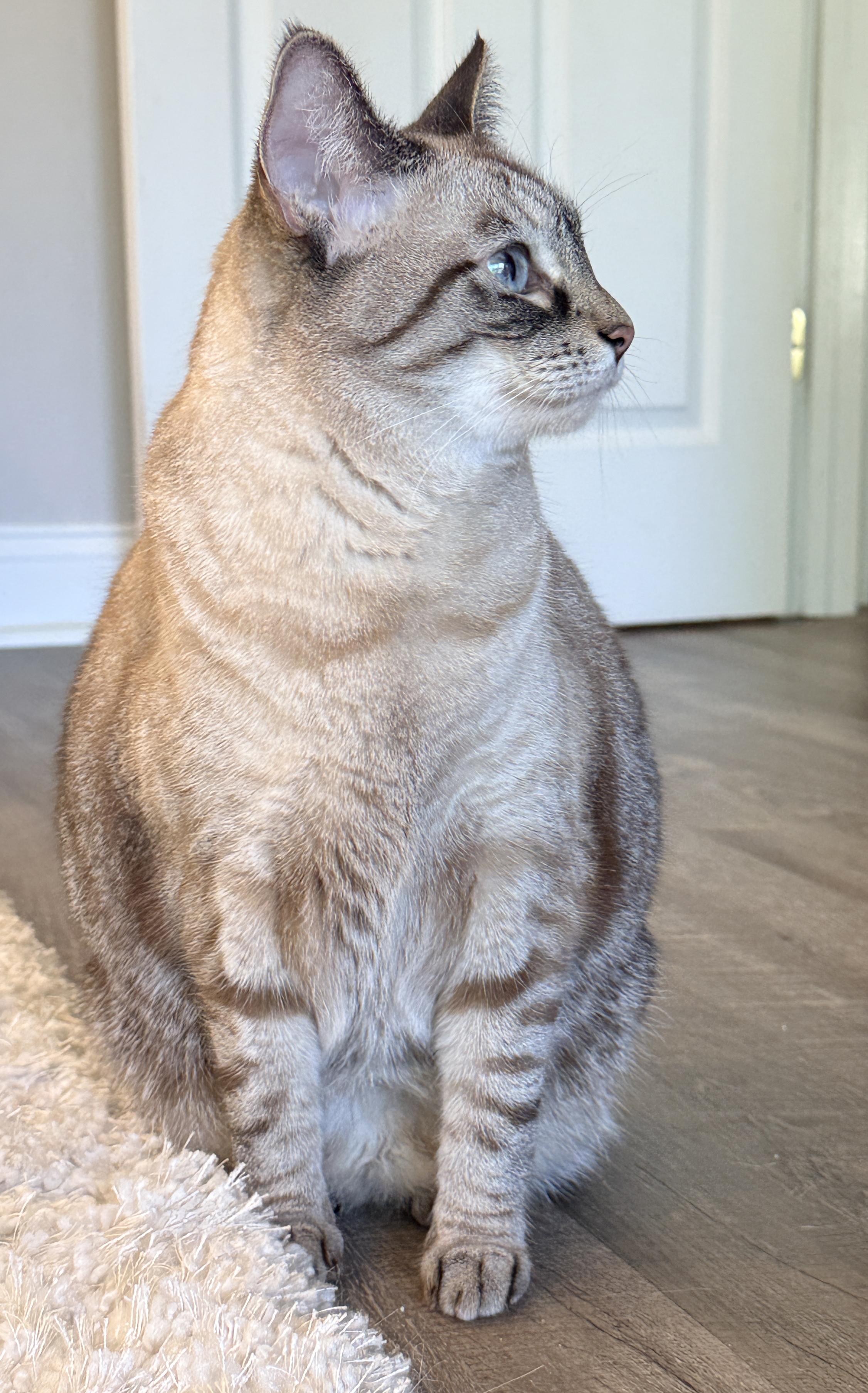 Enlarge Sassy, a ADOPTABLE mixed breed in Lake Monroe, FL image 6/6