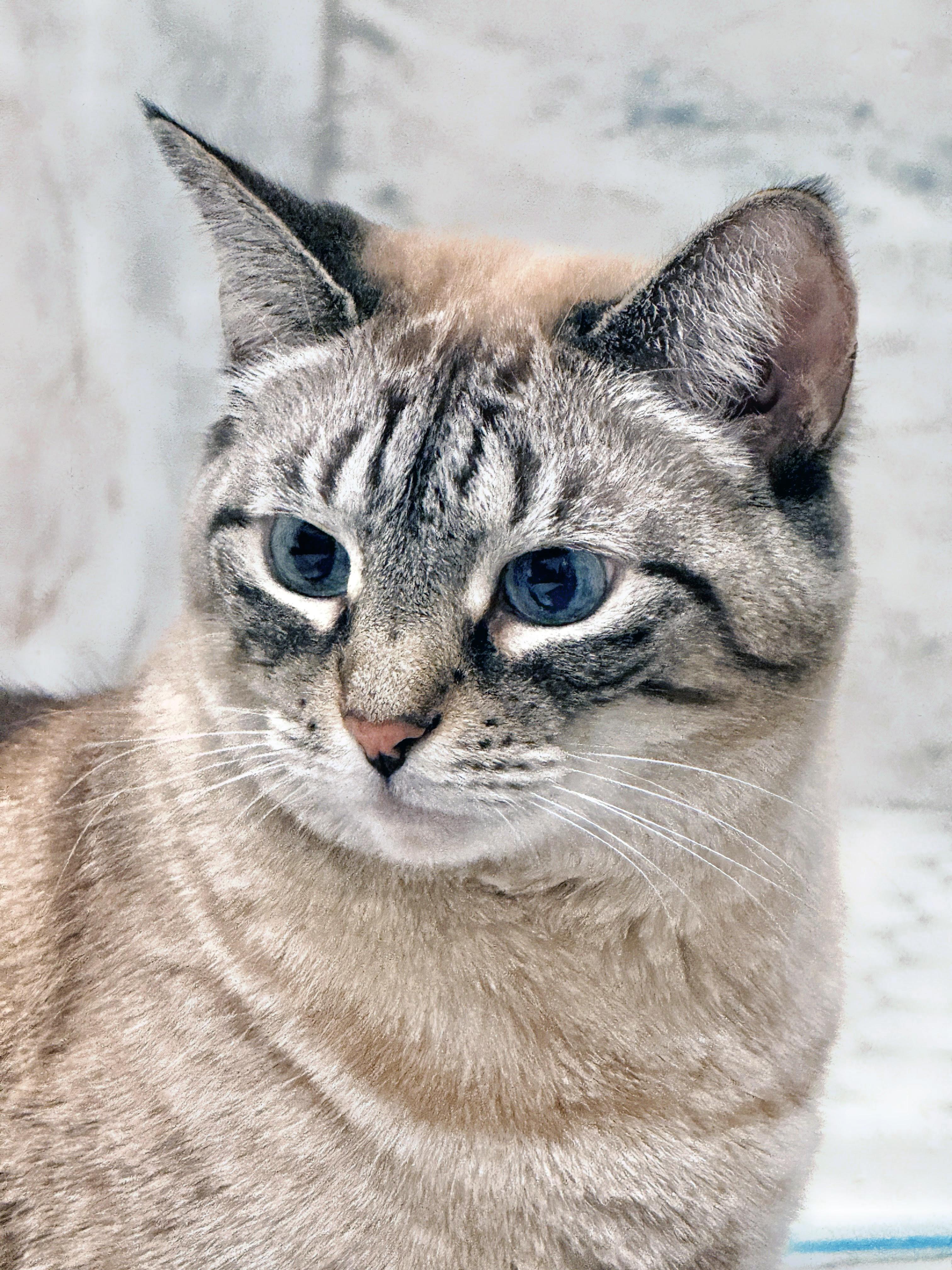 Enlarge Sassy, a ADOPTABLE mixed breed in Lake Monroe, FL image 3/6