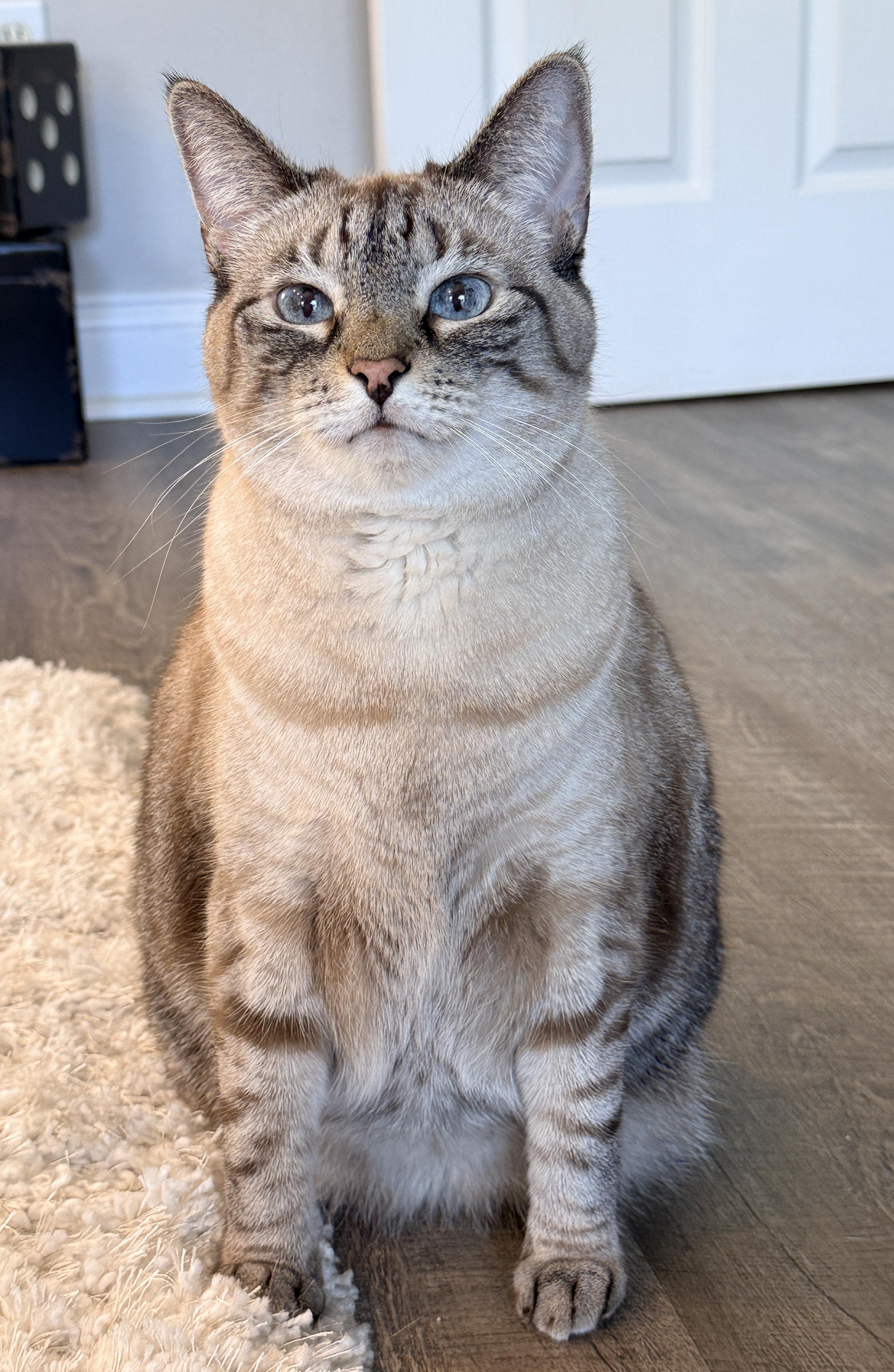 Enlarge Sassy, a ADOPTABLE mixed breed in Lake Monroe, FL image 5/6