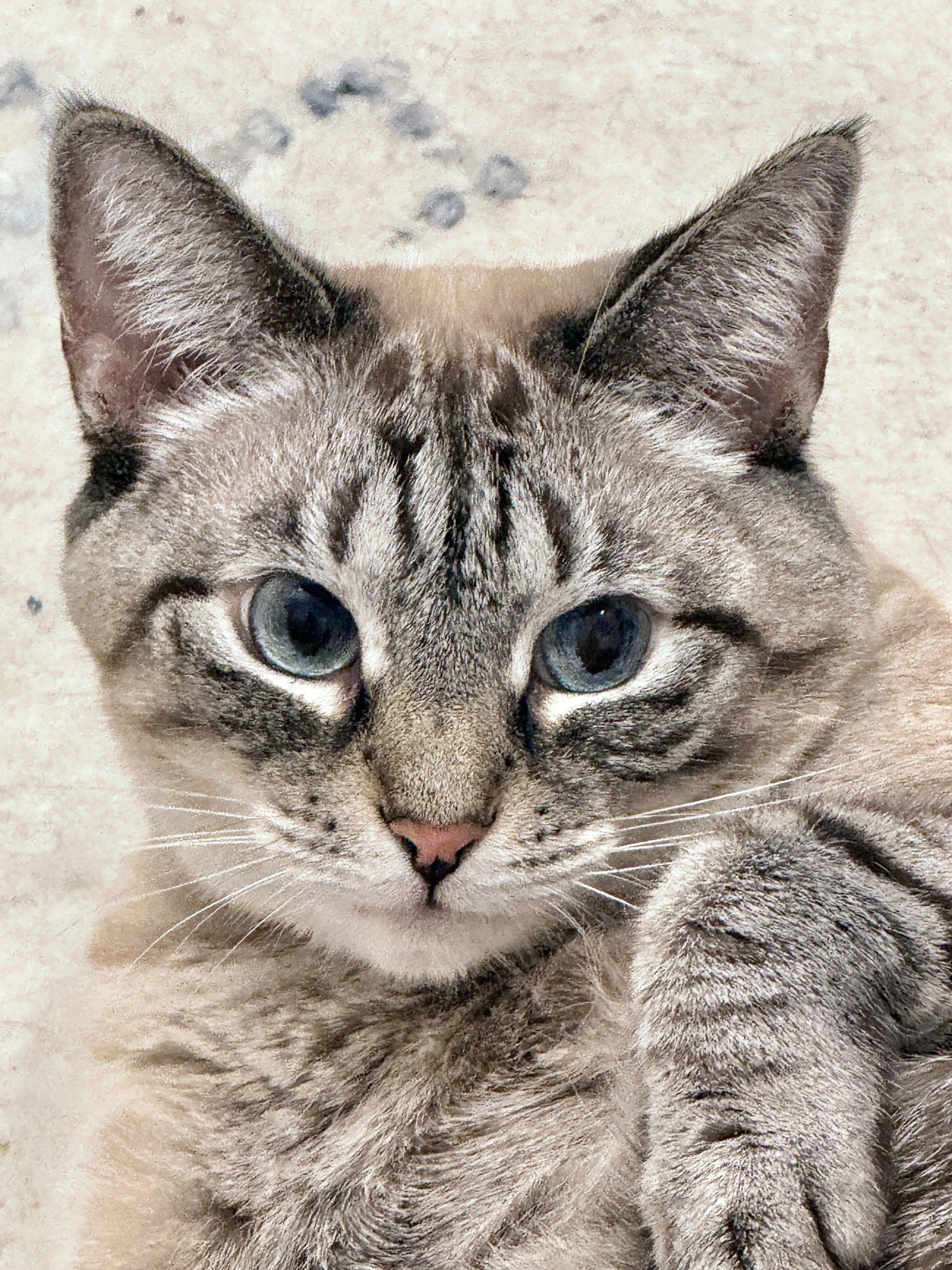 Enlarge Sassy, a ADOPTABLE mixed breed in Lake Monroe, FL image 2/6