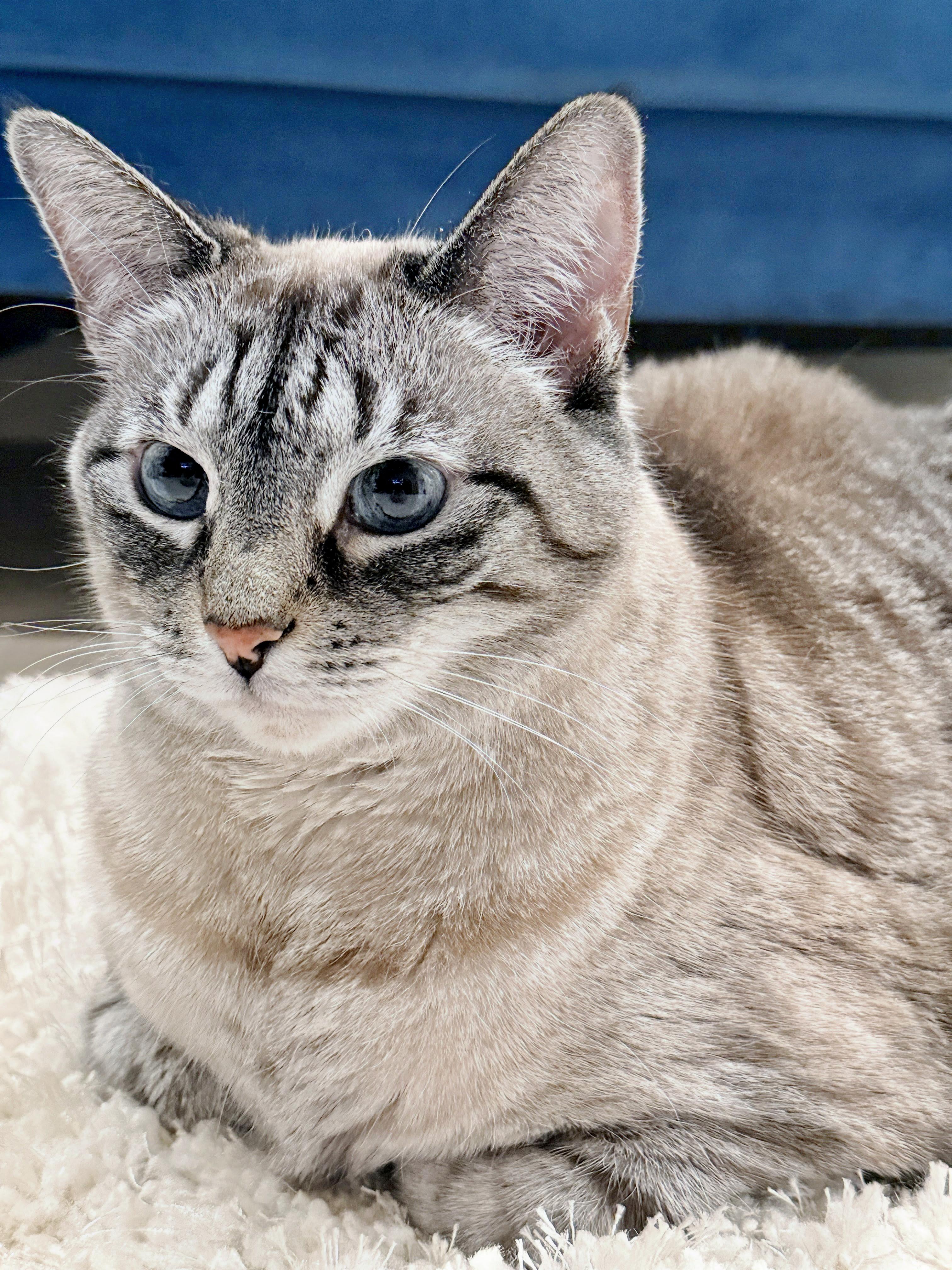 Sassy, ADOPTABLE, Adult Female Domestic Short Hair & Siamese.