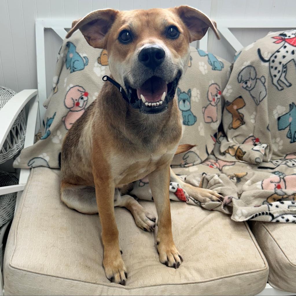 Chewy, Adoptable, Adult Male Labrador Retriever & Terrier.