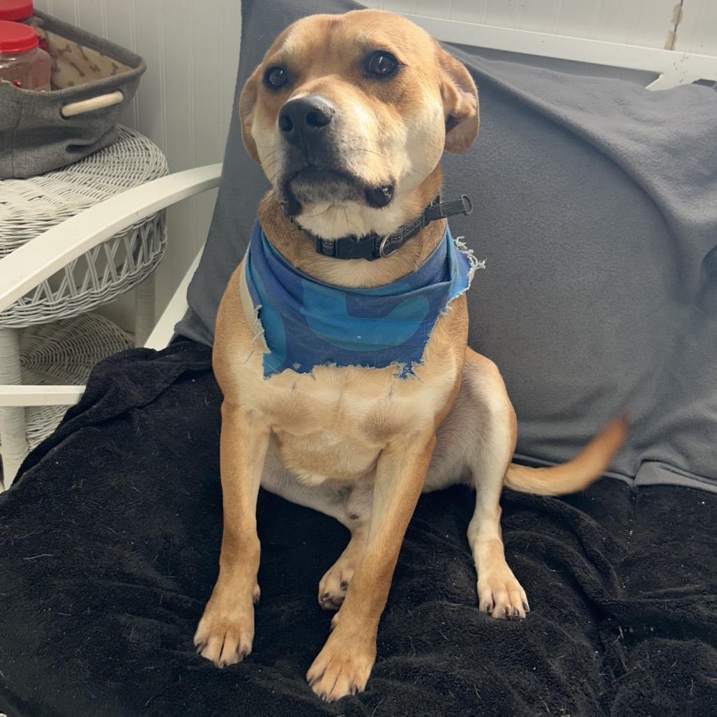 Chewy, a Adoptable mixed breed in Falmouth, KY image 1/2