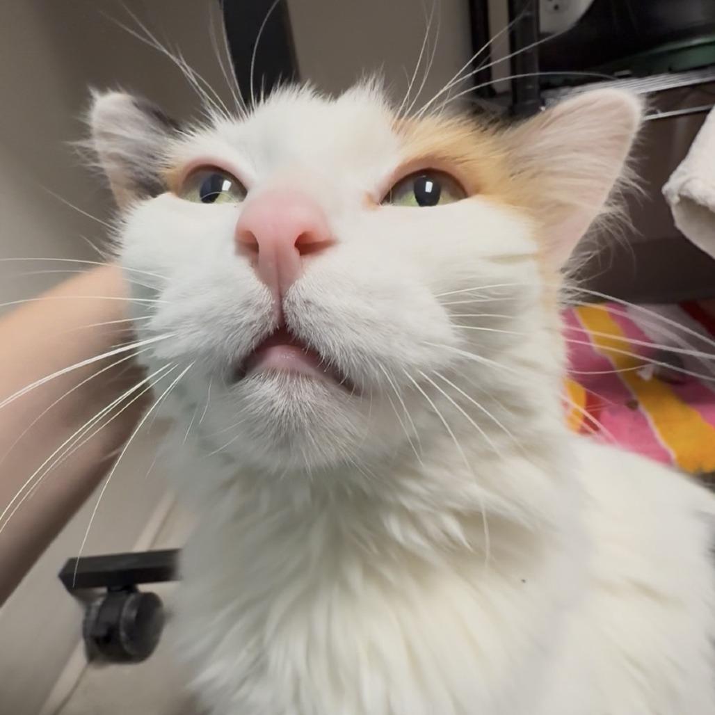 Kayla, Adoptable, Senior Female Domestic Medium Hair.
