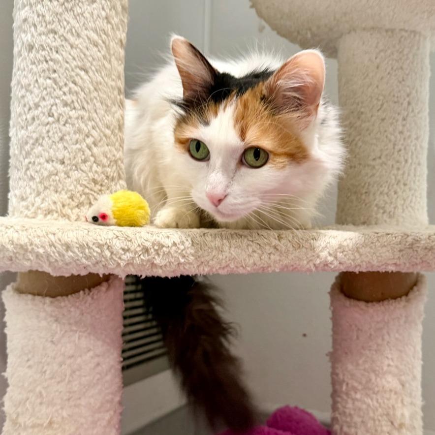 Kayla, a Adoptable Domestic Medium Hair in Murray, UT image 2/2