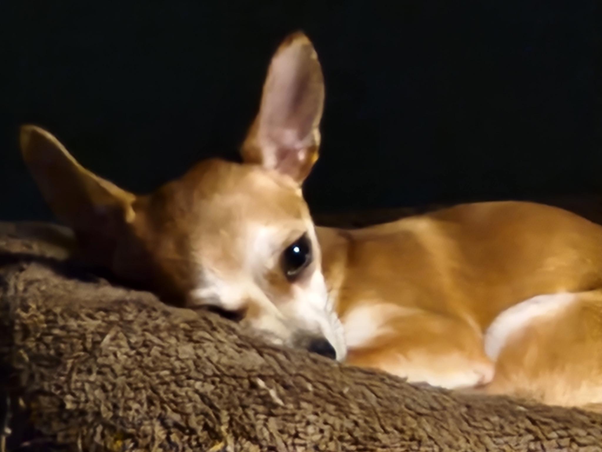 Elton John, Adoptable, Young Male Chihuahua.