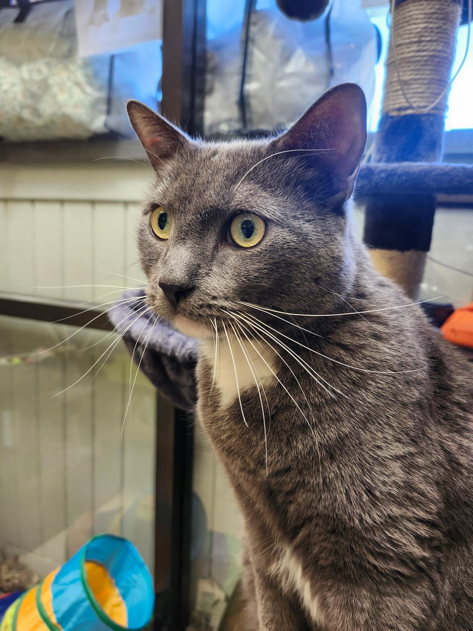 Grey, an adopted Domestic Short Hair in Teterboro, NJ image 3/3
