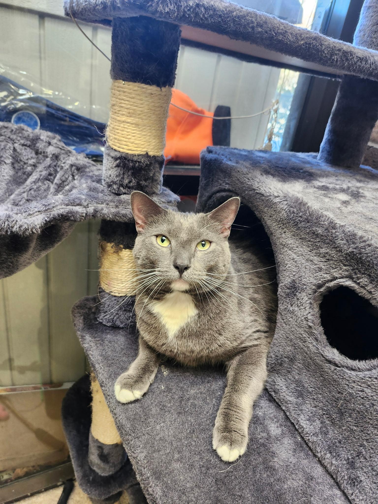 Grey, adopted, Adult Male Domestic Short Hair.