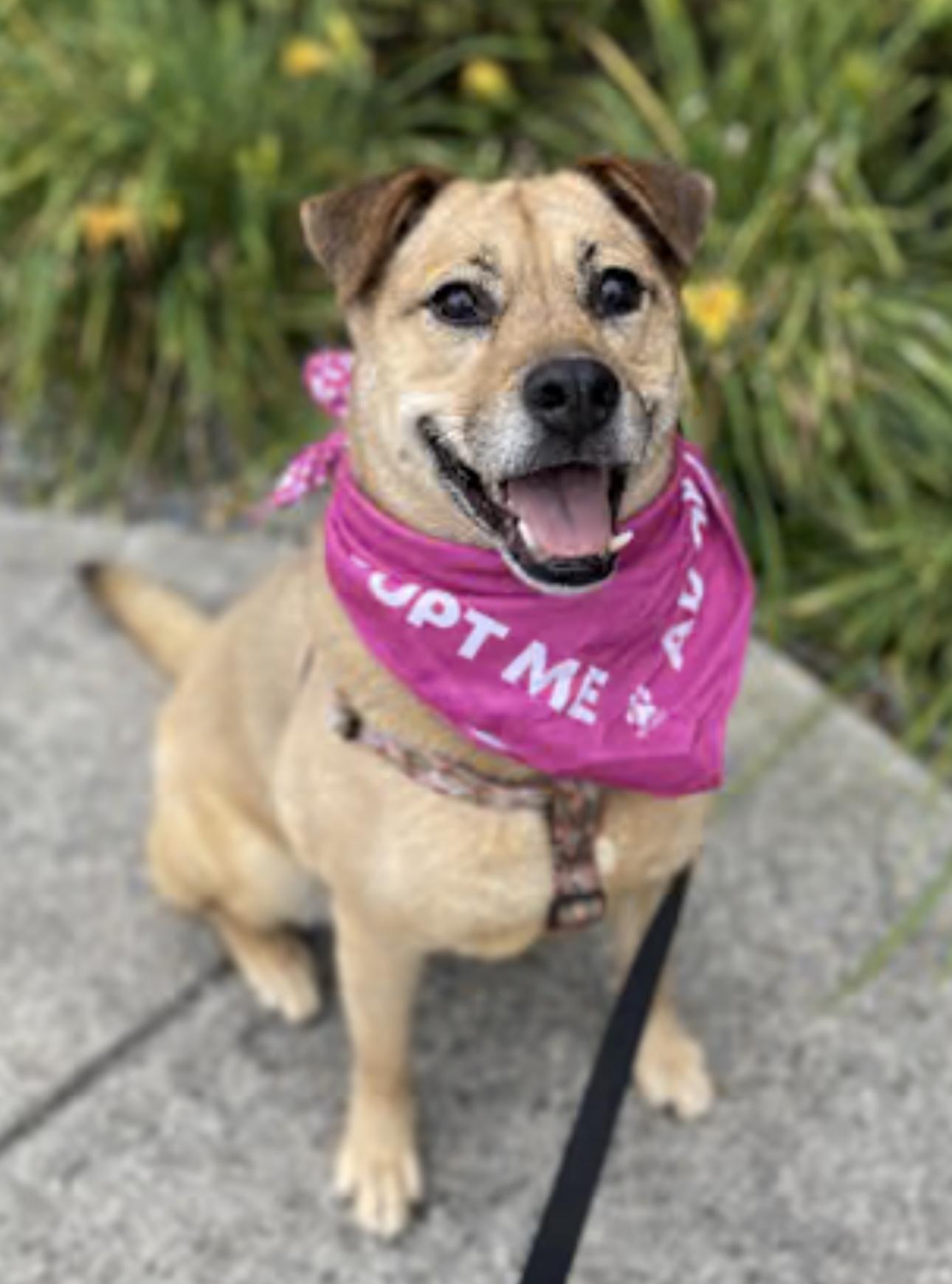 Enlarge SWEET SANDY, a Adoptable mixed breed in Bellingham, WA image 1/5