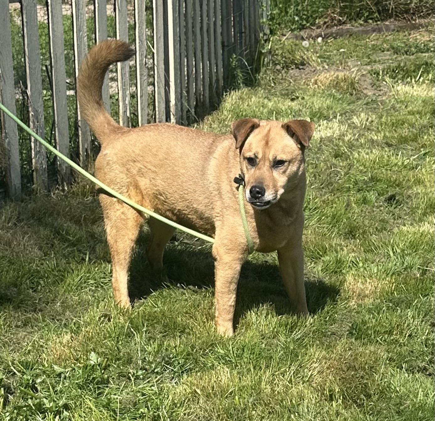 Enlarge SWEET SANDY, a Adoptable mixed breed in Bellingham, WA image 2/5