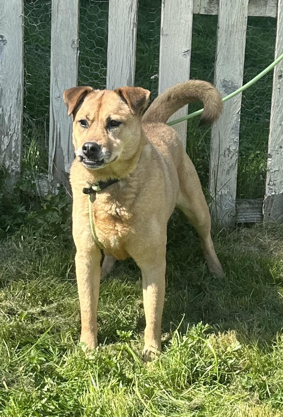 Enlarge SWEET SANDY, a Adoptable mixed breed in Bellingham, WA image 3/5
